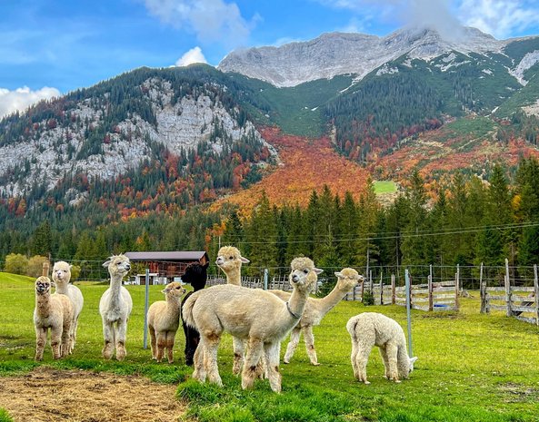 Mehrere Alpakas grasen auf einer grünen Wiese.