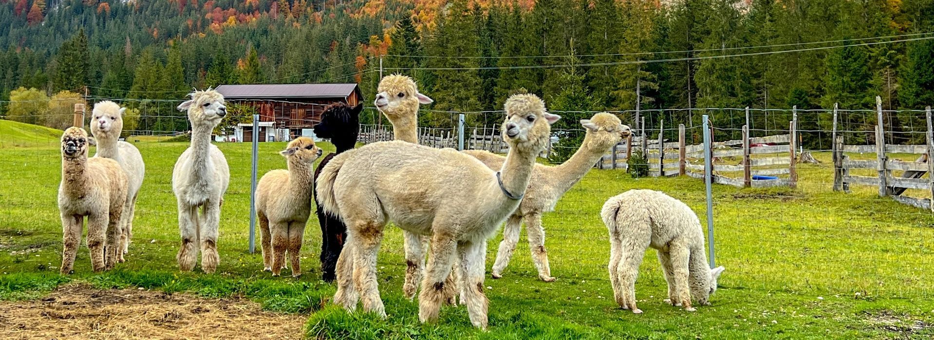 Mehrere Alpakas grasen auf einer grünen Wiese.